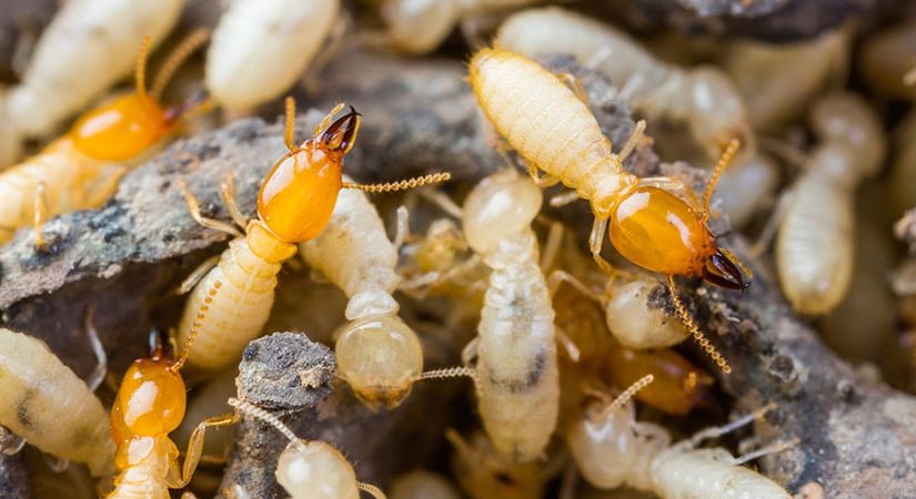 https://www.trap-tech.com/wp-content/uploads/2018/03/Termites-or-white-ants-crawling-on-wood-825x450.jpg