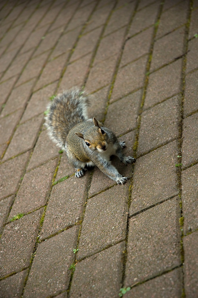 Are Squirrels Smart Enough To Avoid Traps? - Peachtree Pest Control